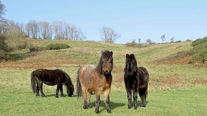 Bed & Breakfast Crowndale - Exclusively For Adults